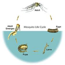 Moquito Life Cycle